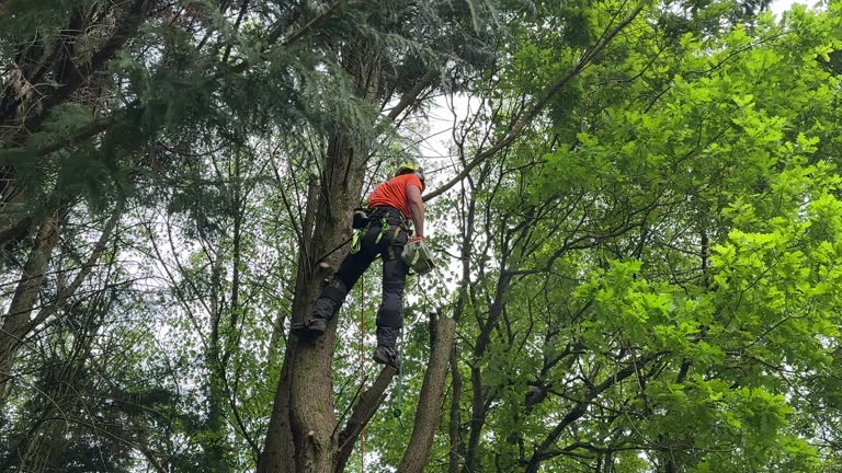 Best Commercial Tree Services  in Ottawa Hills, OH